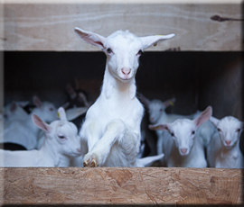 goats cheese ireland